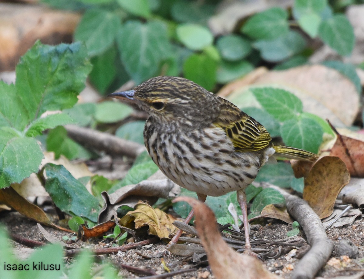 Striped Pipit - ML621830945