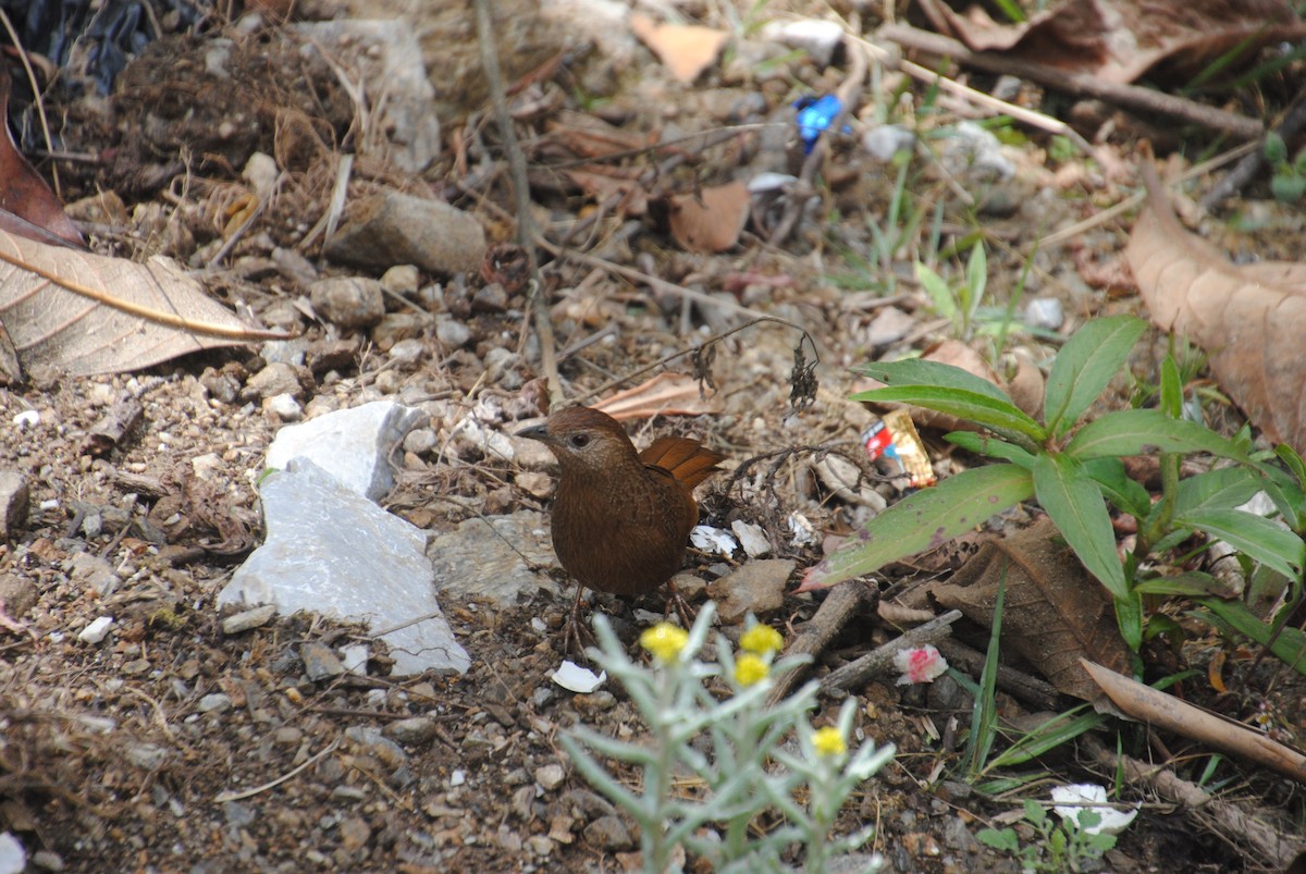 Bhutan Laughingthrush - ML621831086