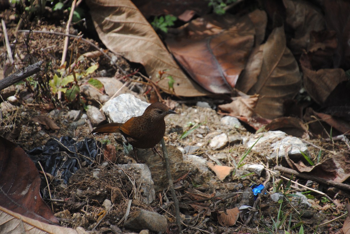 Bhutan Laughingthrush - ML621831088