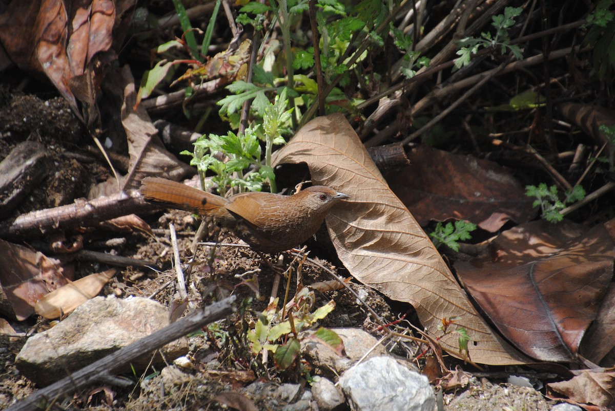 Bhutan Laughingthrush - ML621831089