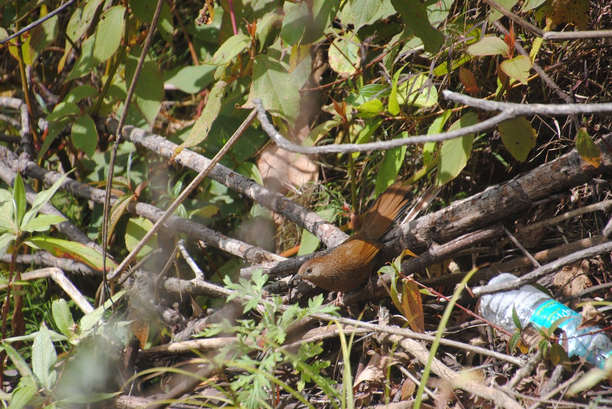 Bhutan Laughingthrush - ML621831092