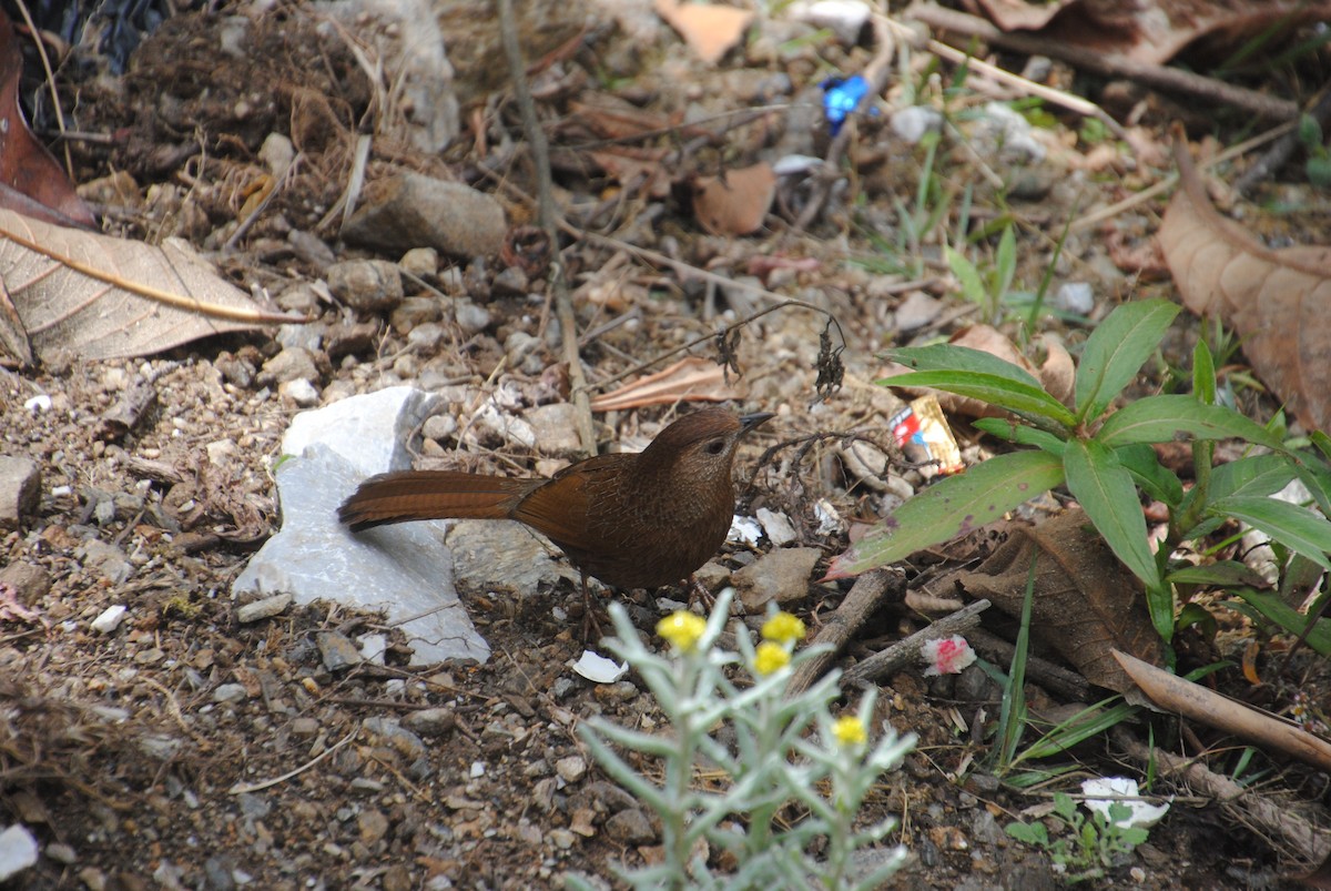 Bhutan Laughingthrush - ML621831093