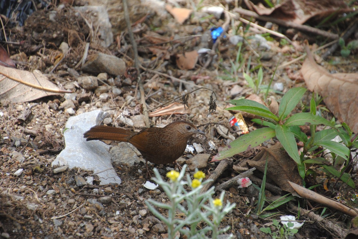 Bhutan Laughingthrush - Alyssa DeRubeis