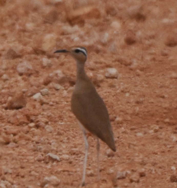 somaliløper - ML621831108