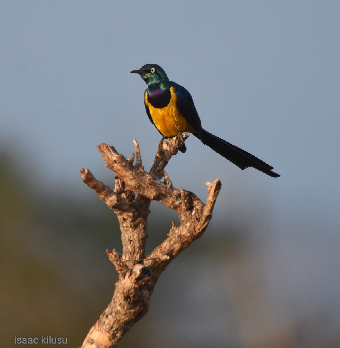 Golden-breasted Starling - ML621831126