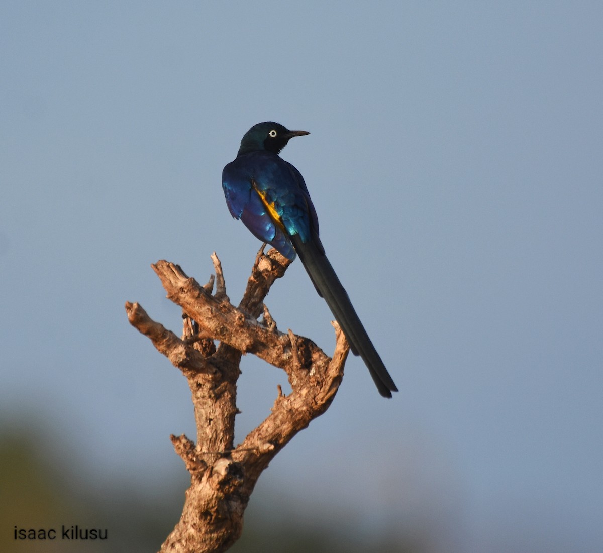 Golden-breasted Starling - ML621831128