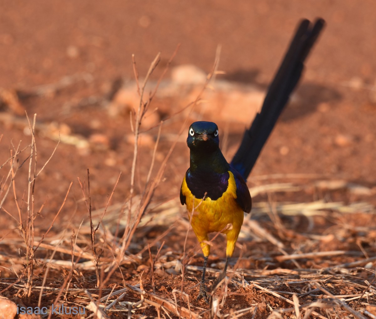 Golden-breasted Starling - ML621831129