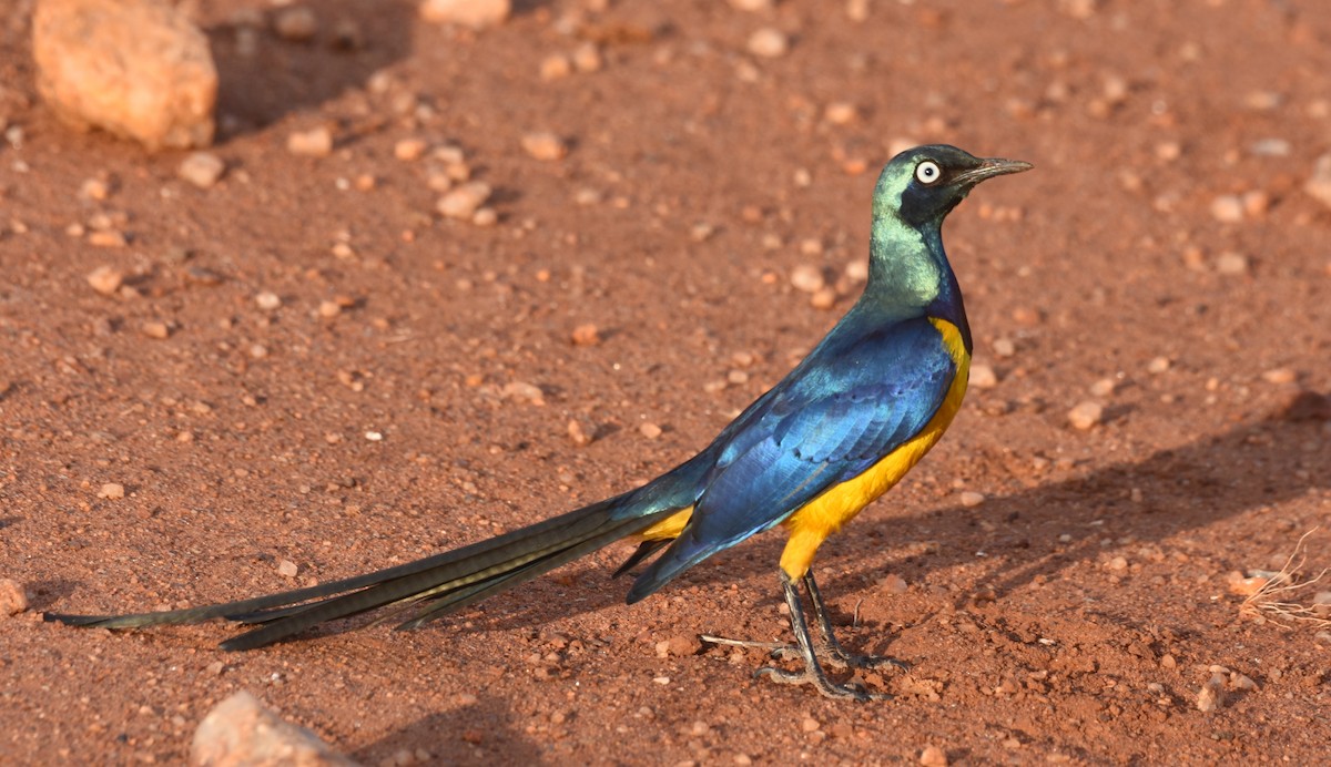 Golden-breasted Starling - ML621831130