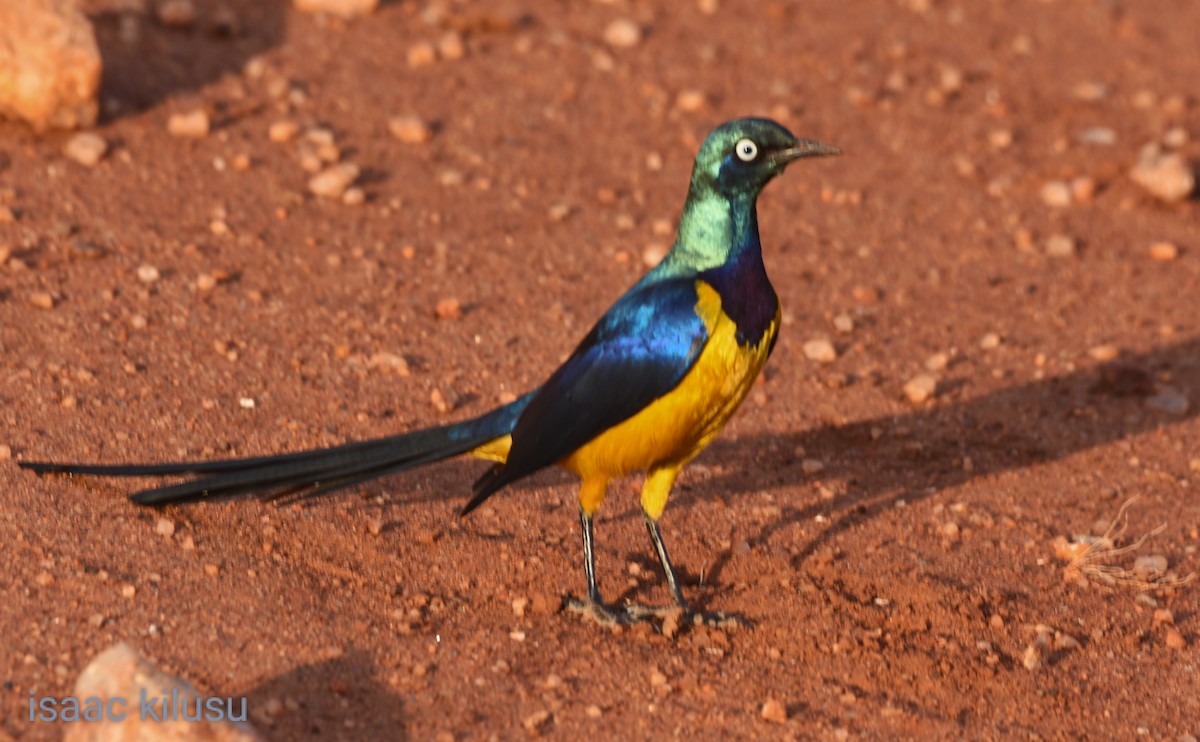 Golden-breasted Starling - ML621831131