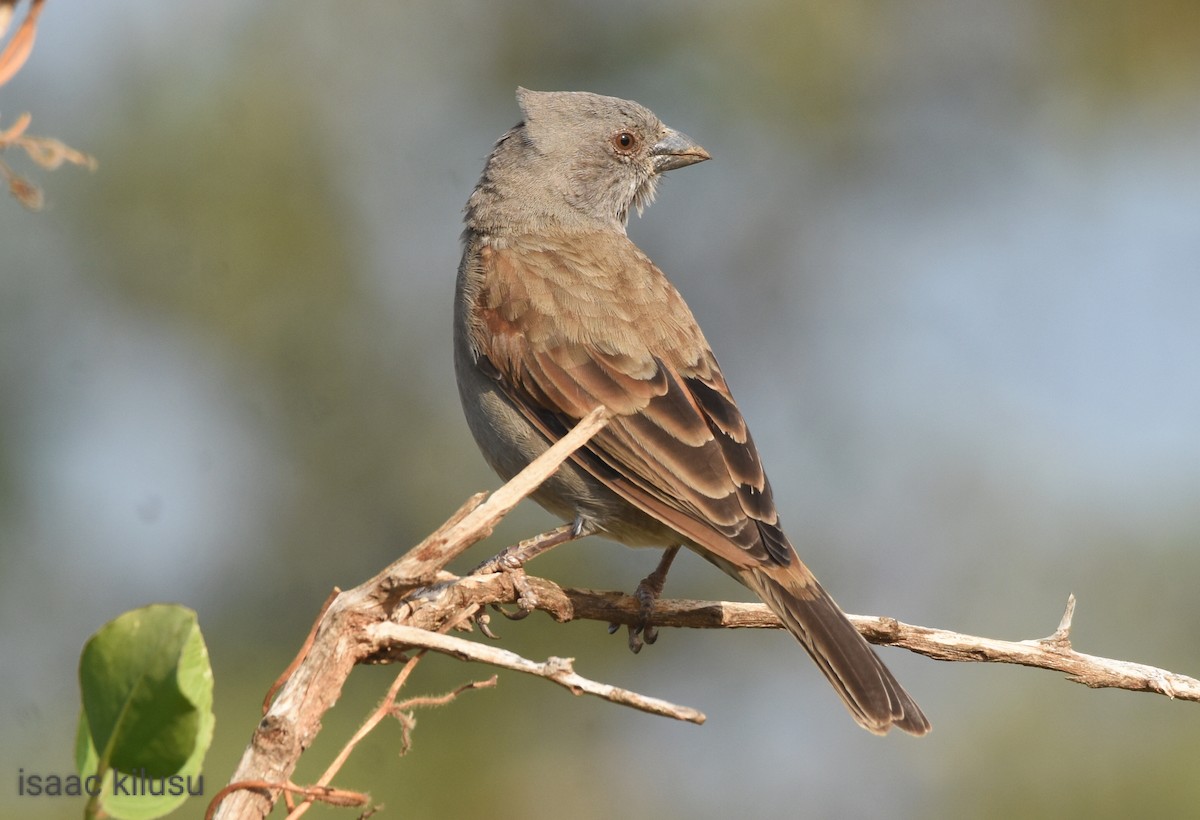 Parrot-billed Sparrow - ML621831144