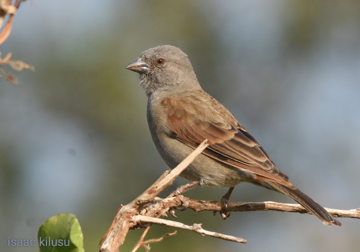 Parrot-billed Sparrow - ML621831145