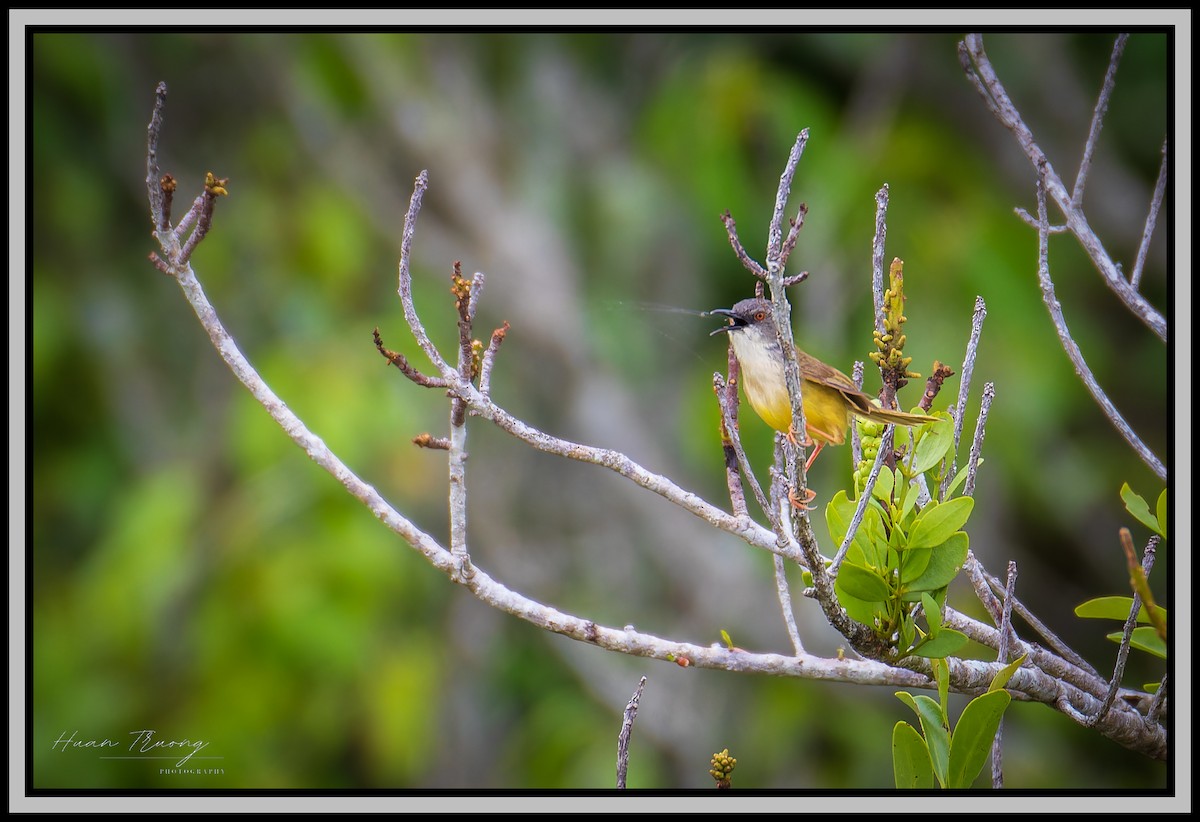 Yellow-bellied Prinia - ML621831148
