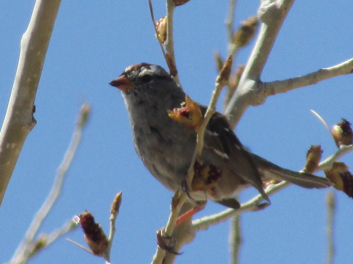 White-crowned Sparrow - ML621831149