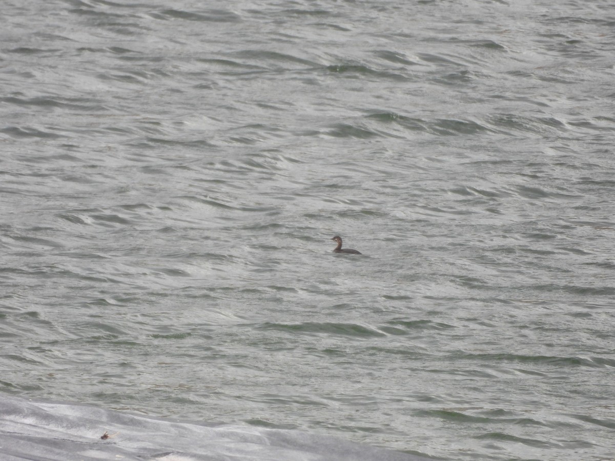 Pied-billed Grebe - ML621831153