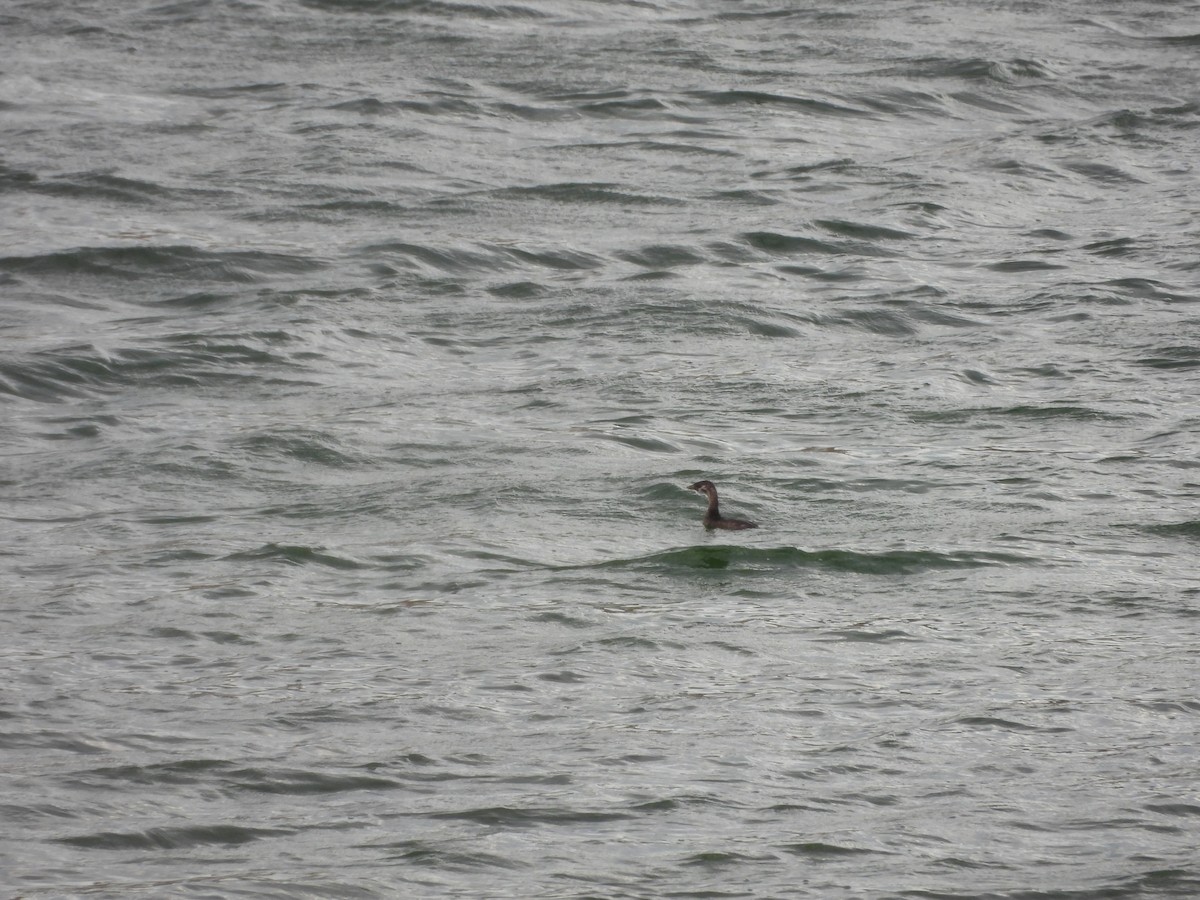 Pied-billed Grebe - ML621831154