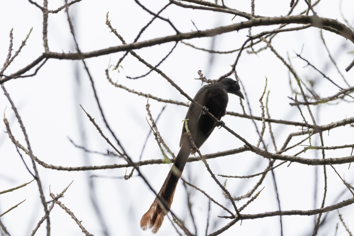 Racket-tailed Treepie - ML621831166