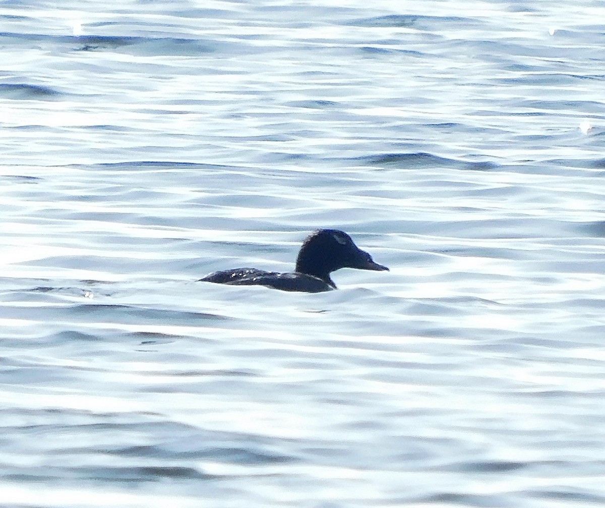 White-winged Scoter - ML621831188