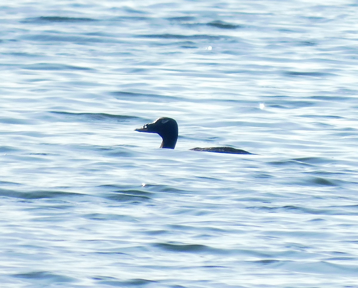 White-winged Scoter - Dan Bilderback