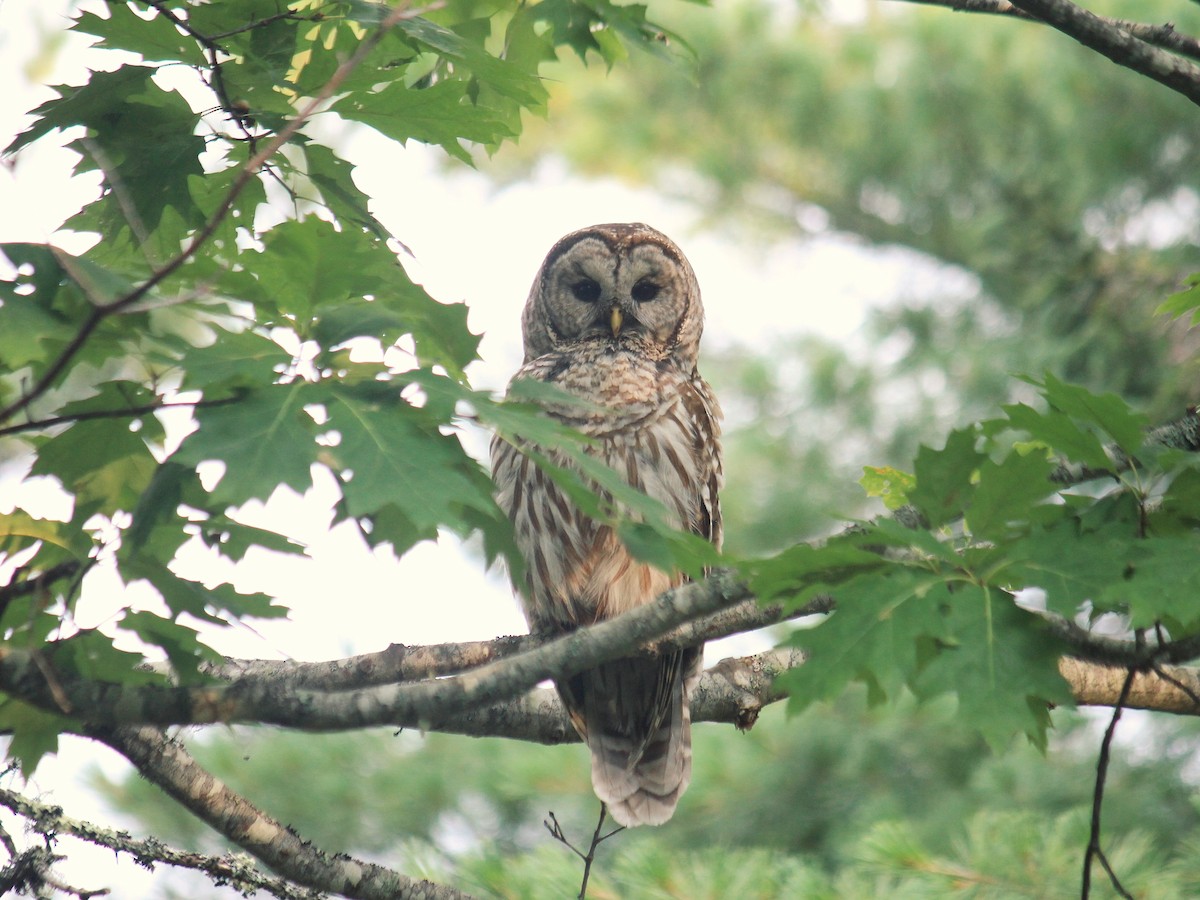 Barred Owl - ML621831208