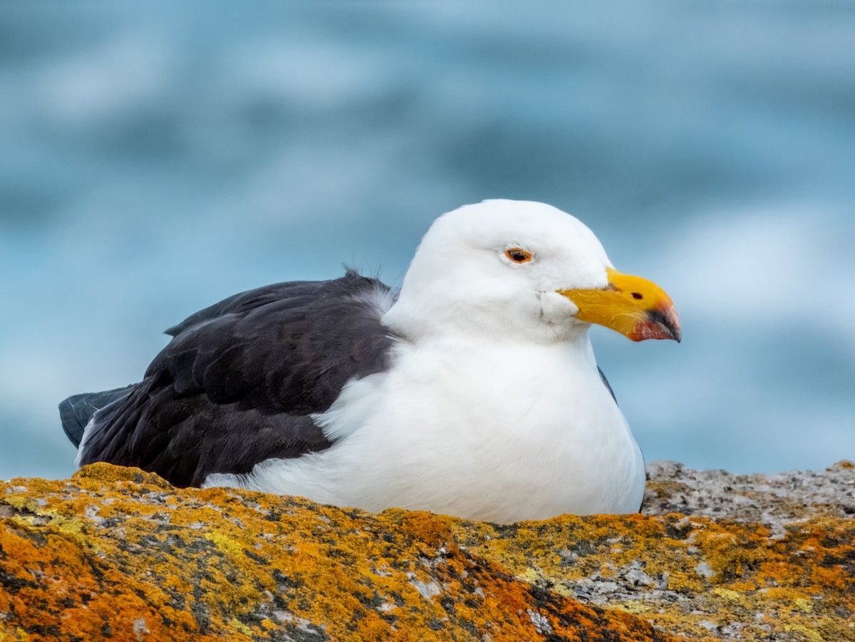 Pacific Gull - ML621831218