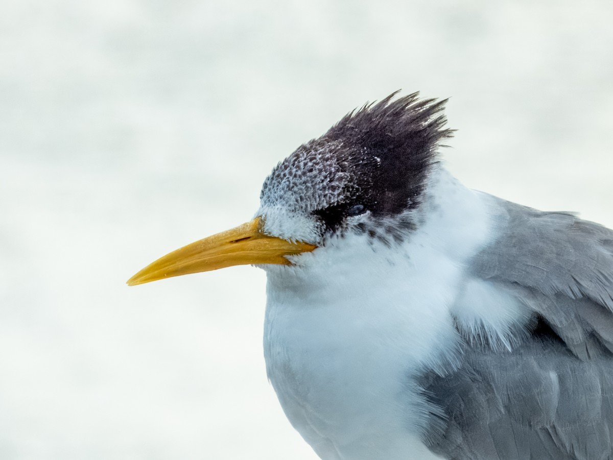 Great Crested Tern - ML621831219