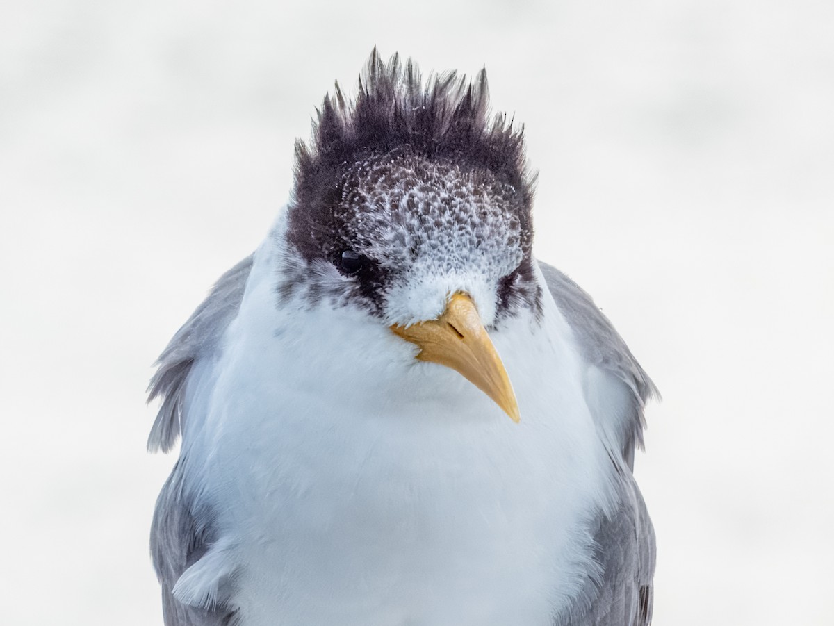 Great Crested Tern - ML621831221