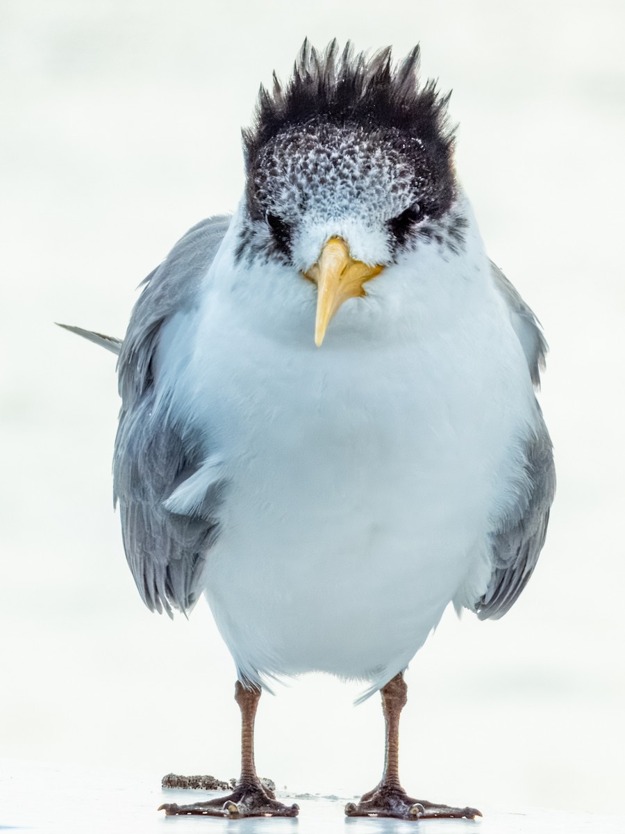 Great Crested Tern - ML621831222
