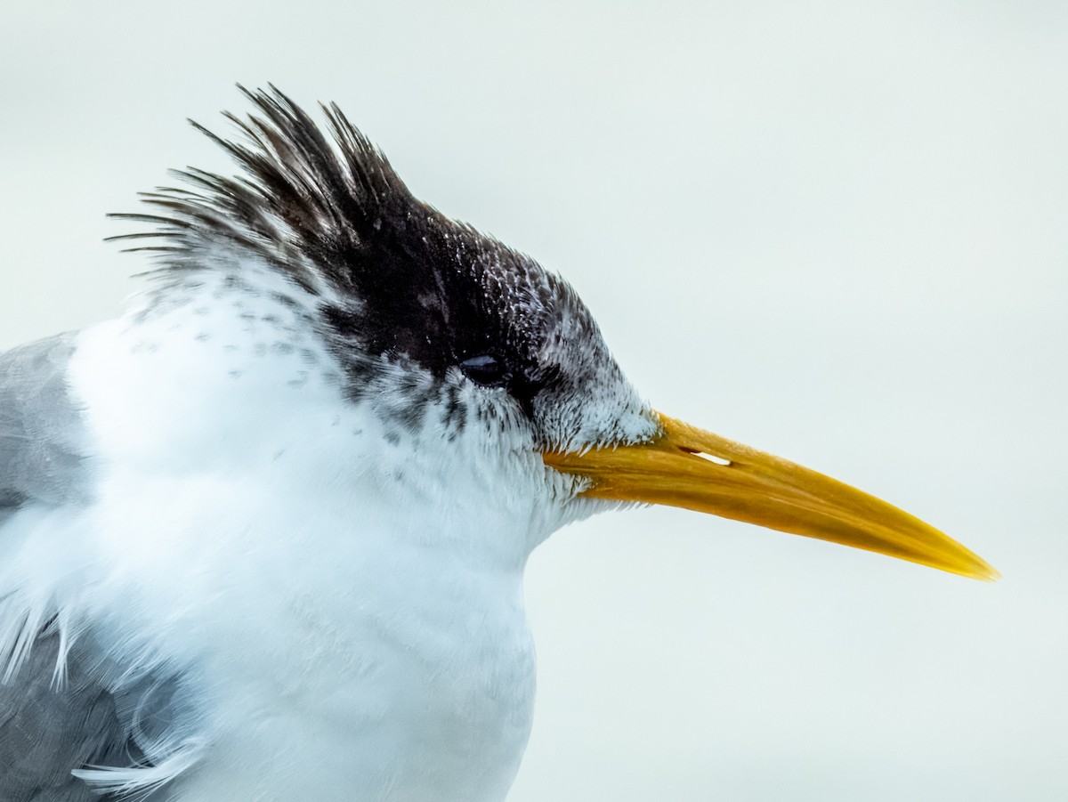 Great Crested Tern - ML621831223