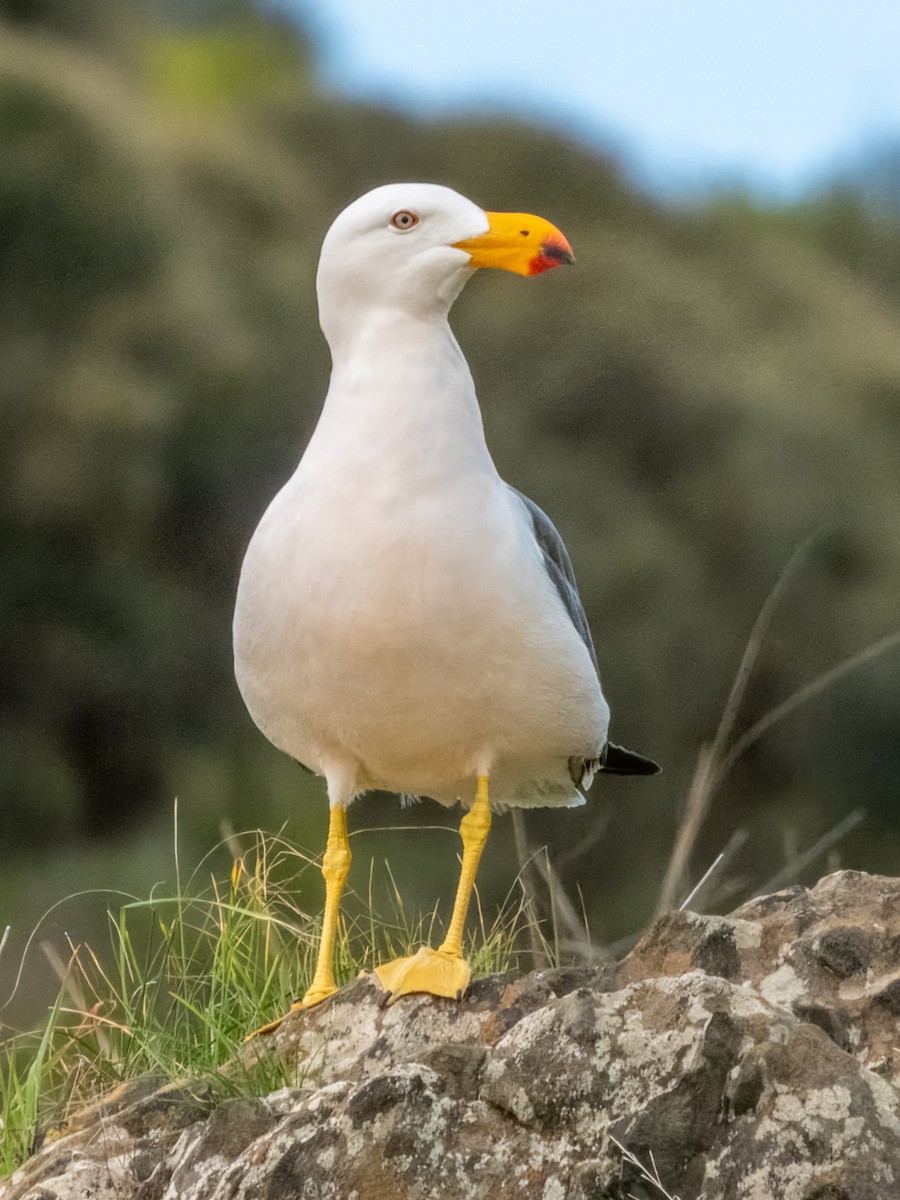 Pacific Gull - ML621831224