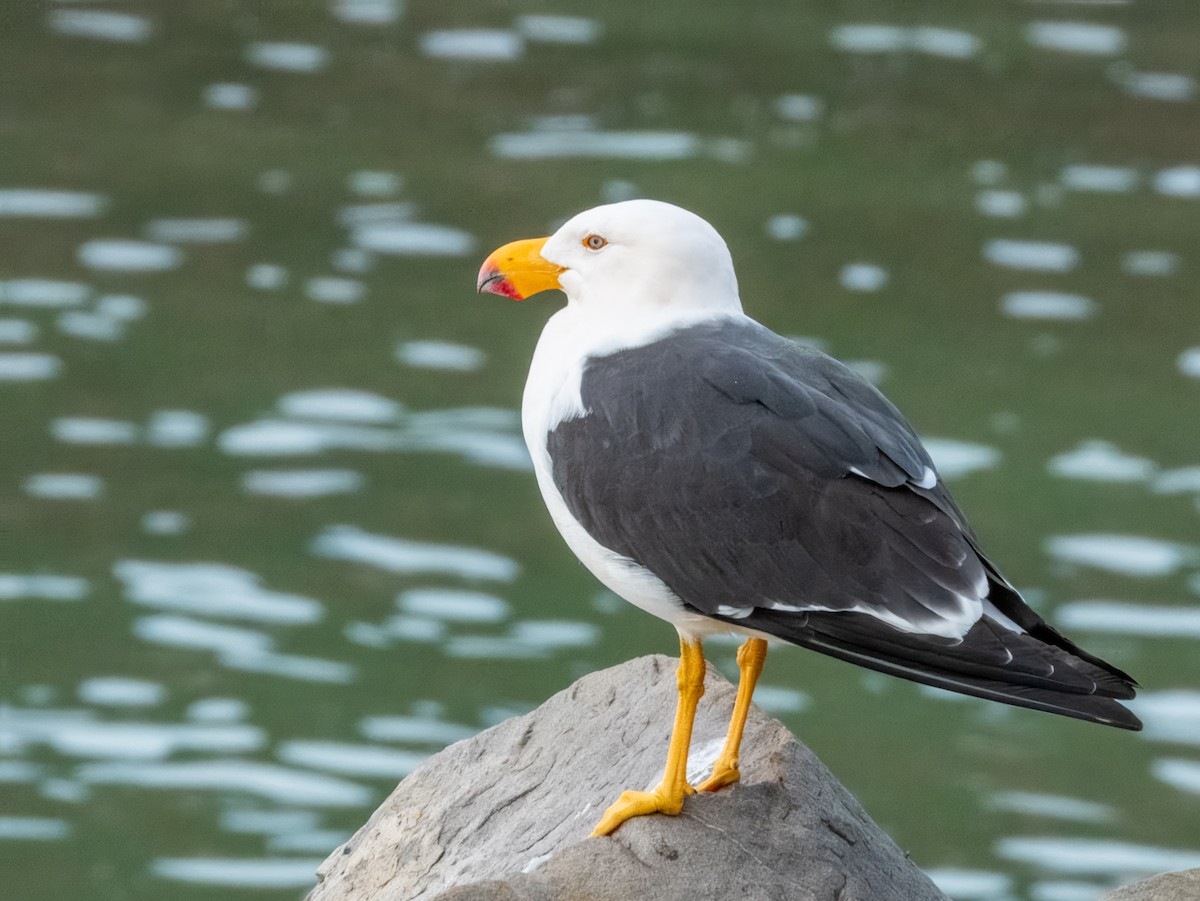 Pacific Gull - ML621831226