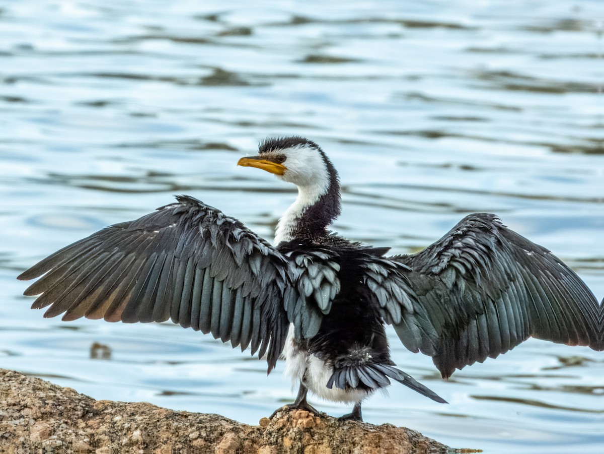 Little Pied Cormorant - ML621831228