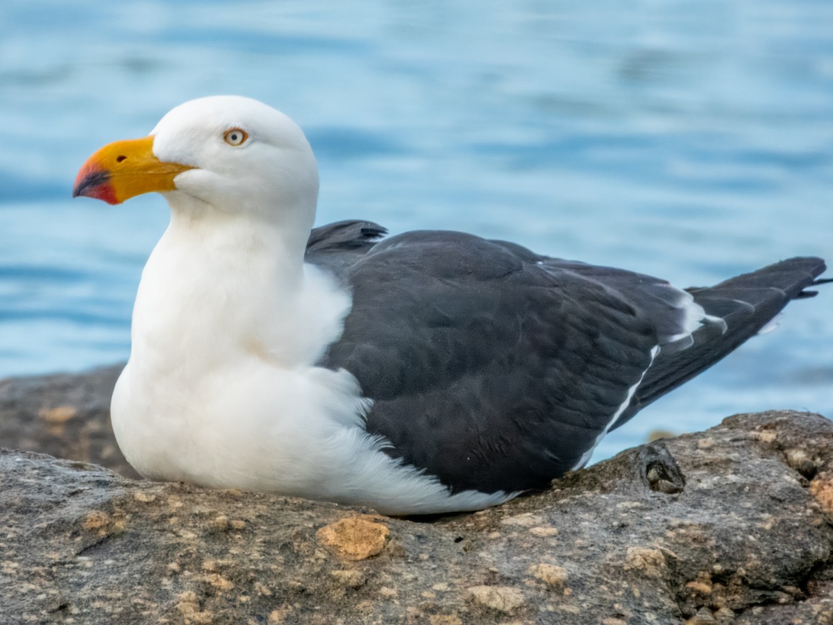 Pacific Gull - ML621831241