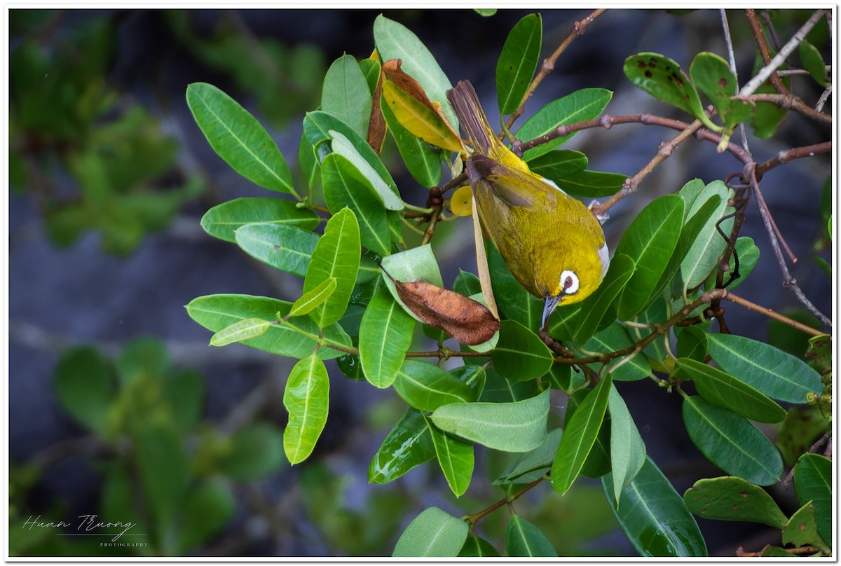 Indian White-eye - ML621831250