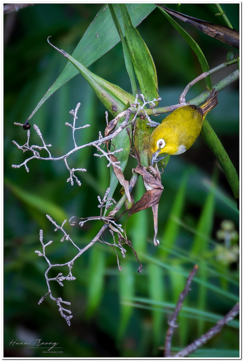 Indian White-eye - ML621831251