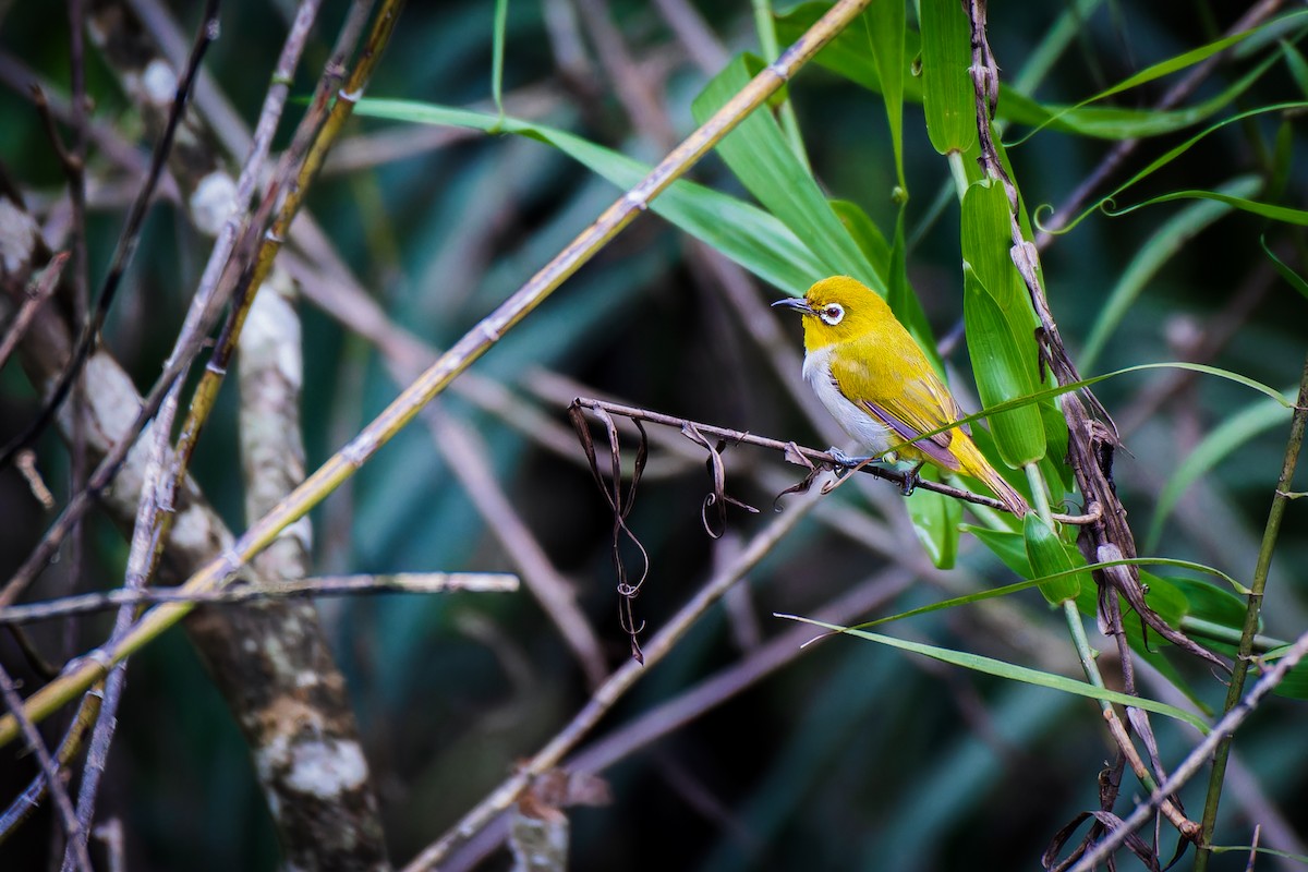 Indian White-eye - ML621831252