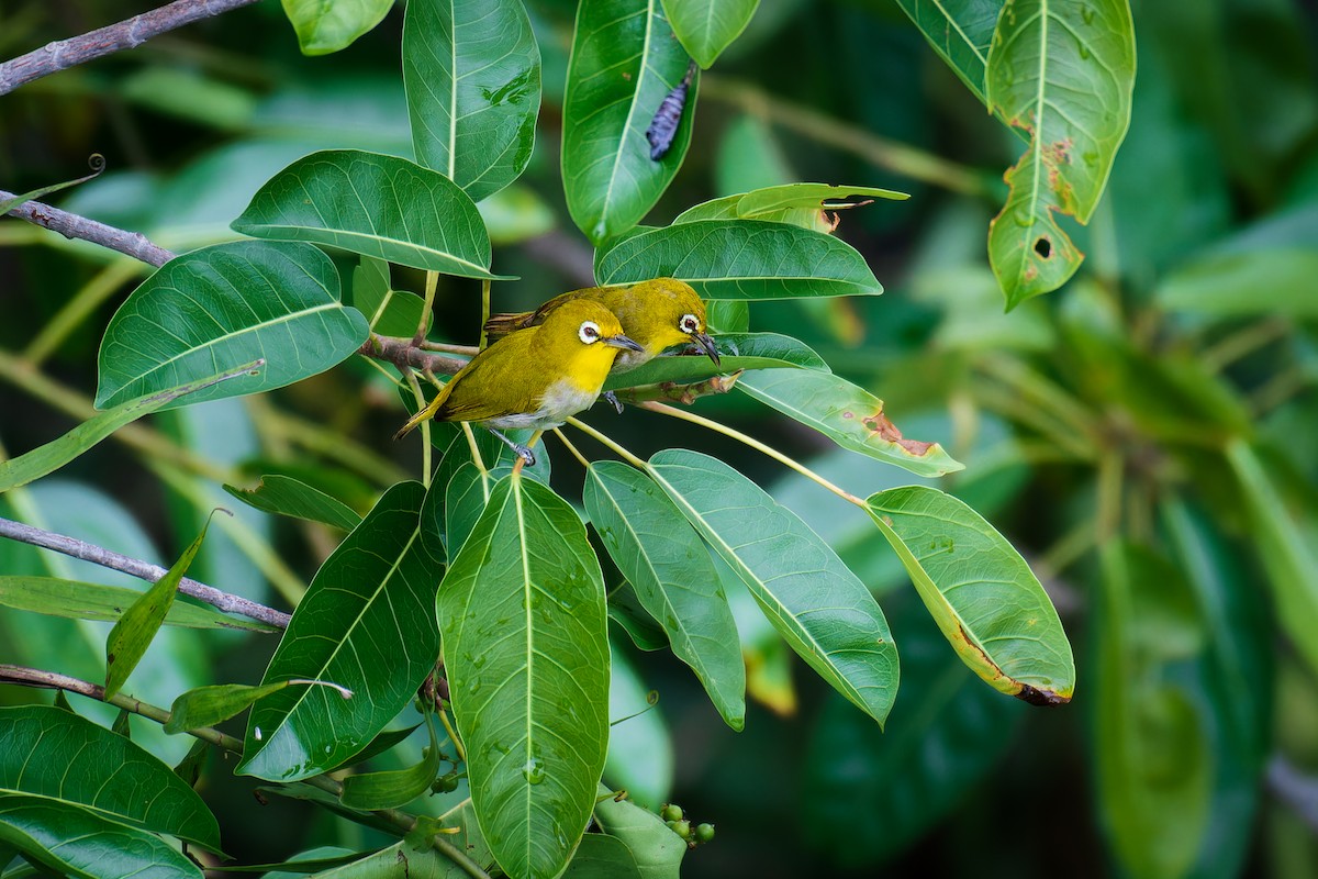 Indian White-eye - ML621831253