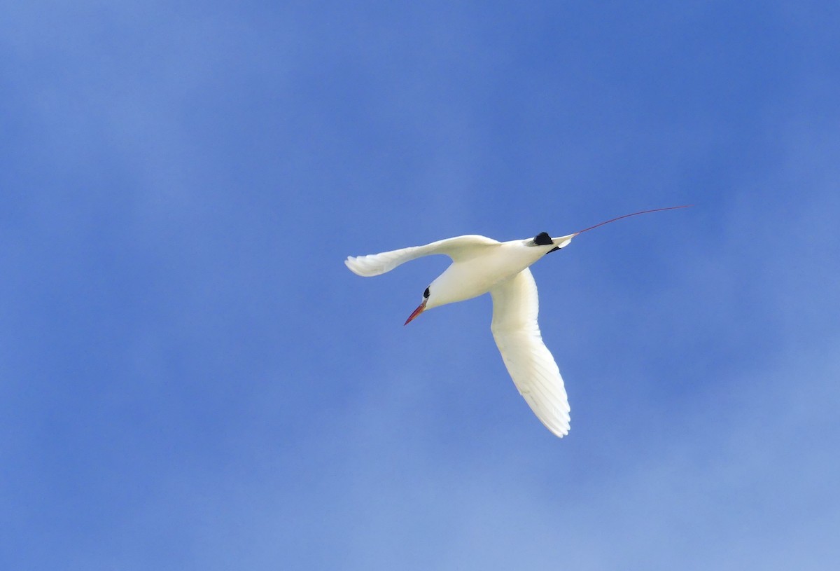 Red-tailed Tropicbird - ML621831256