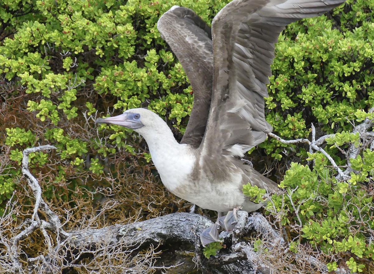 Red-footed Booby - ML621831257