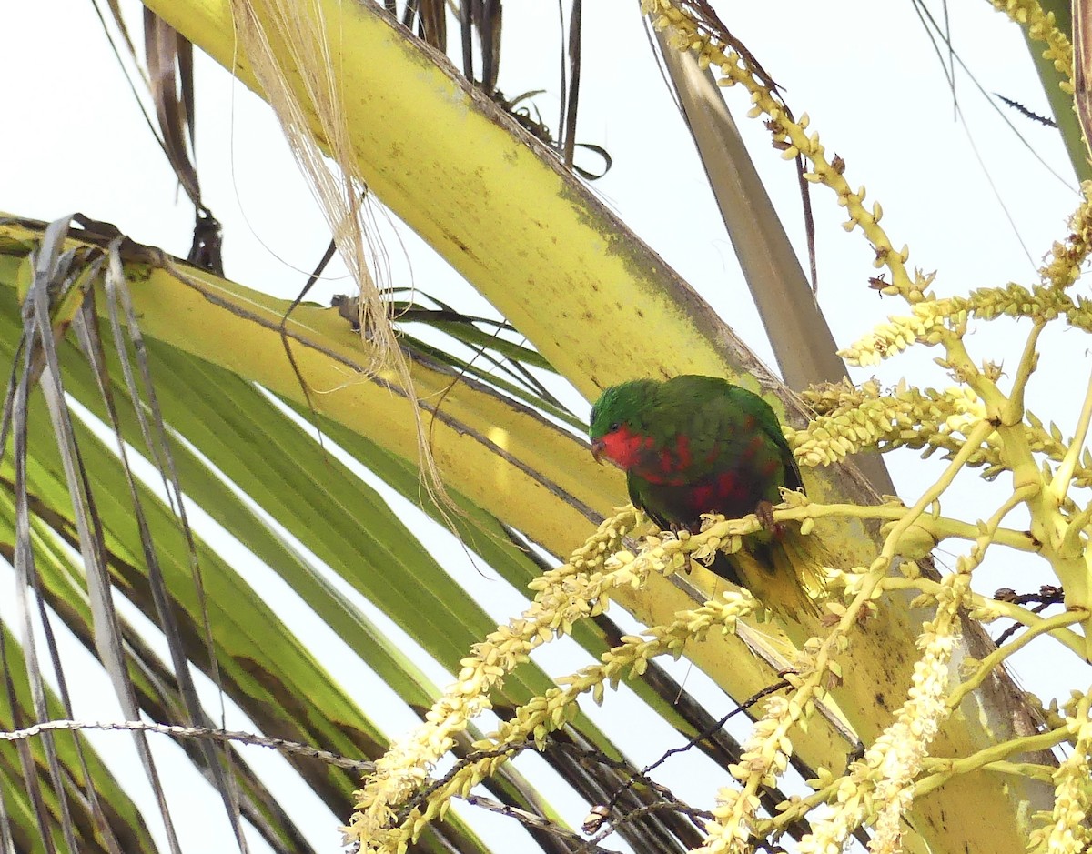 Stephen's Lorikeet - ML621831261