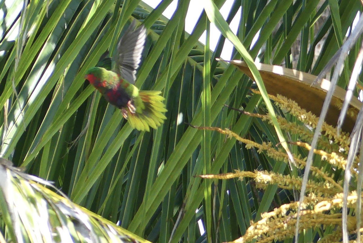 Stephen's Lorikeet - ML621831263