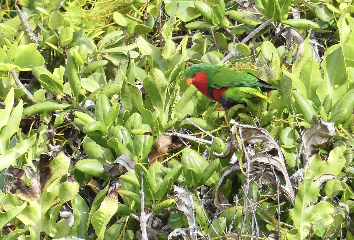 Stephen's Lorikeet - ML621831264