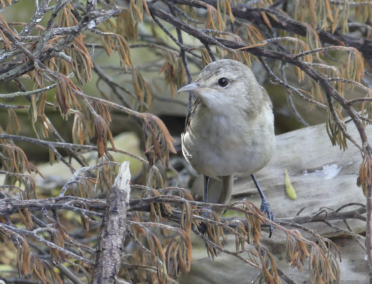 Henderson Island Reed Warbler - ML621831307