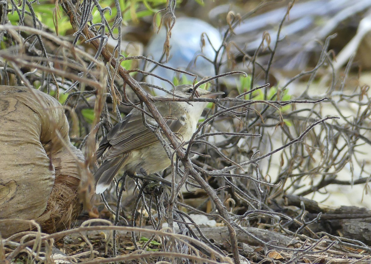 Henderson Island Reed Warbler - ML621831308