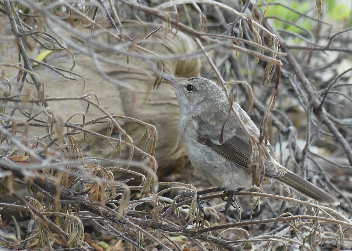 Henderson Island Reed Warbler - ML621831309