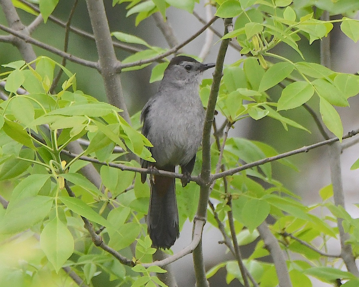 Gray Catbird - ML621831320