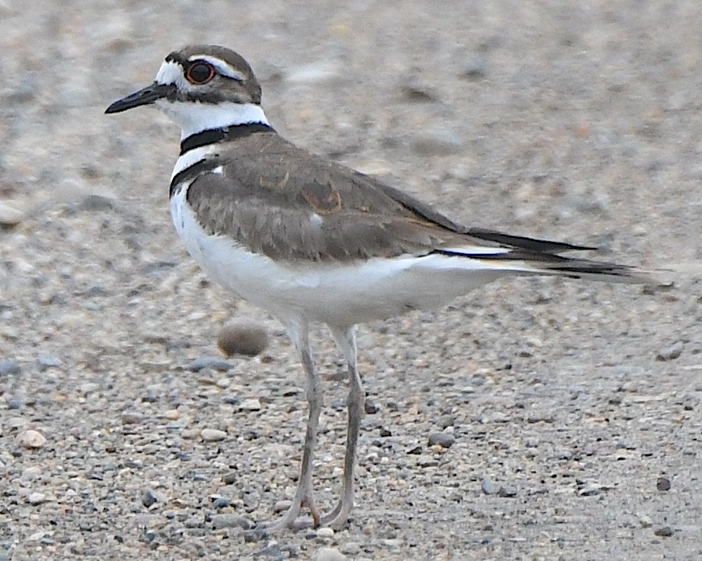 Killdeer - ML621831338