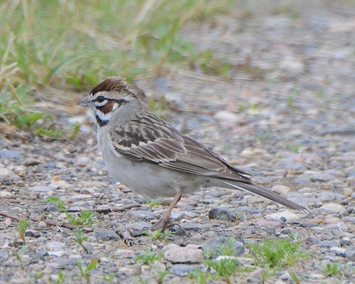 Lark Sparrow - ML621831356