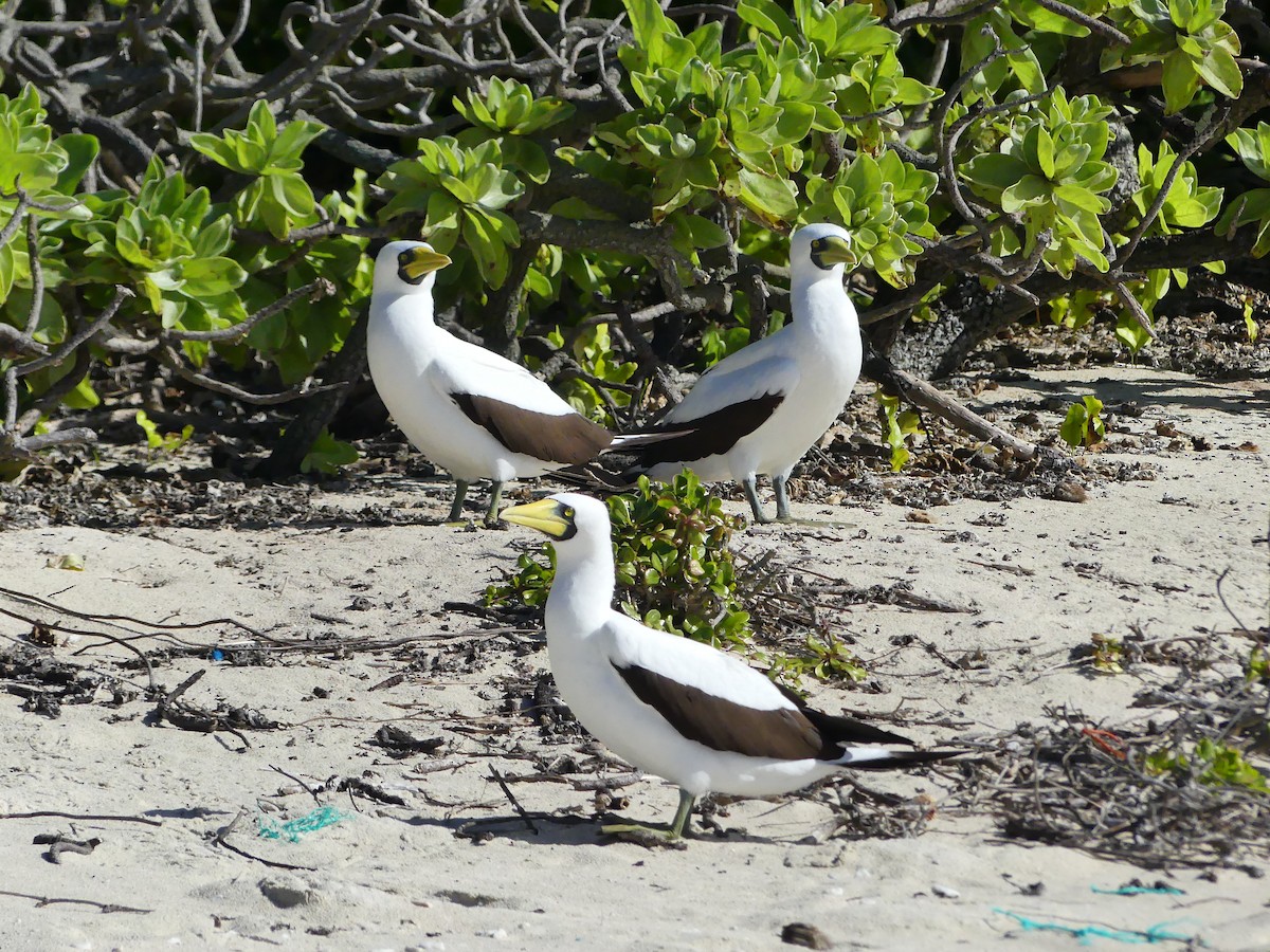 Masked Booby - ML621831367