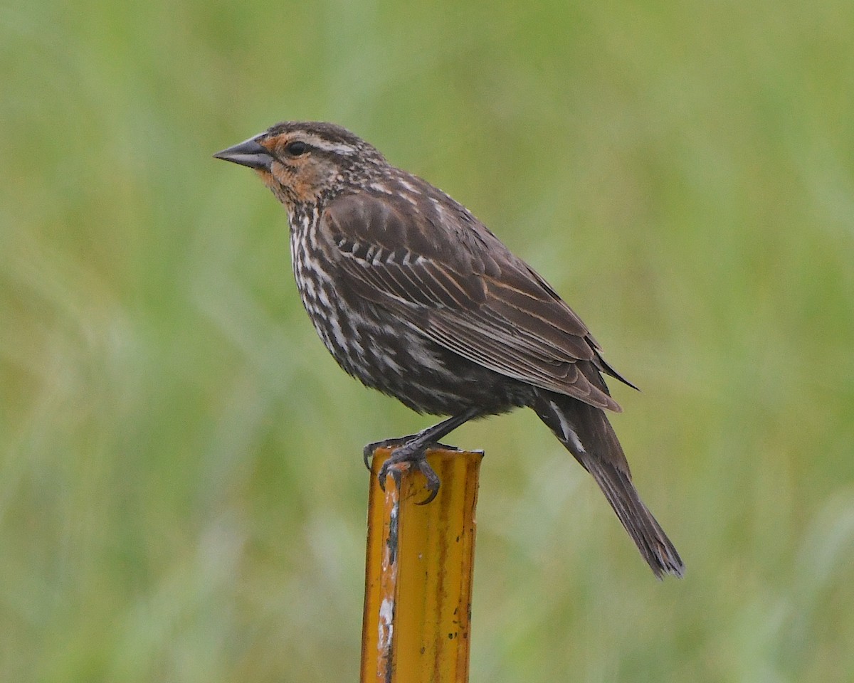 Red-winged Blackbird - ML621831388