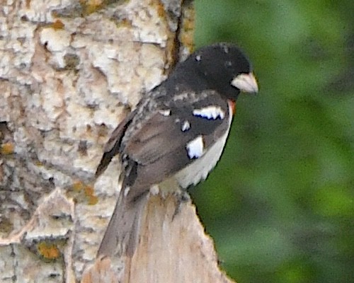 Rose-breasted Grosbeak - ML621831412